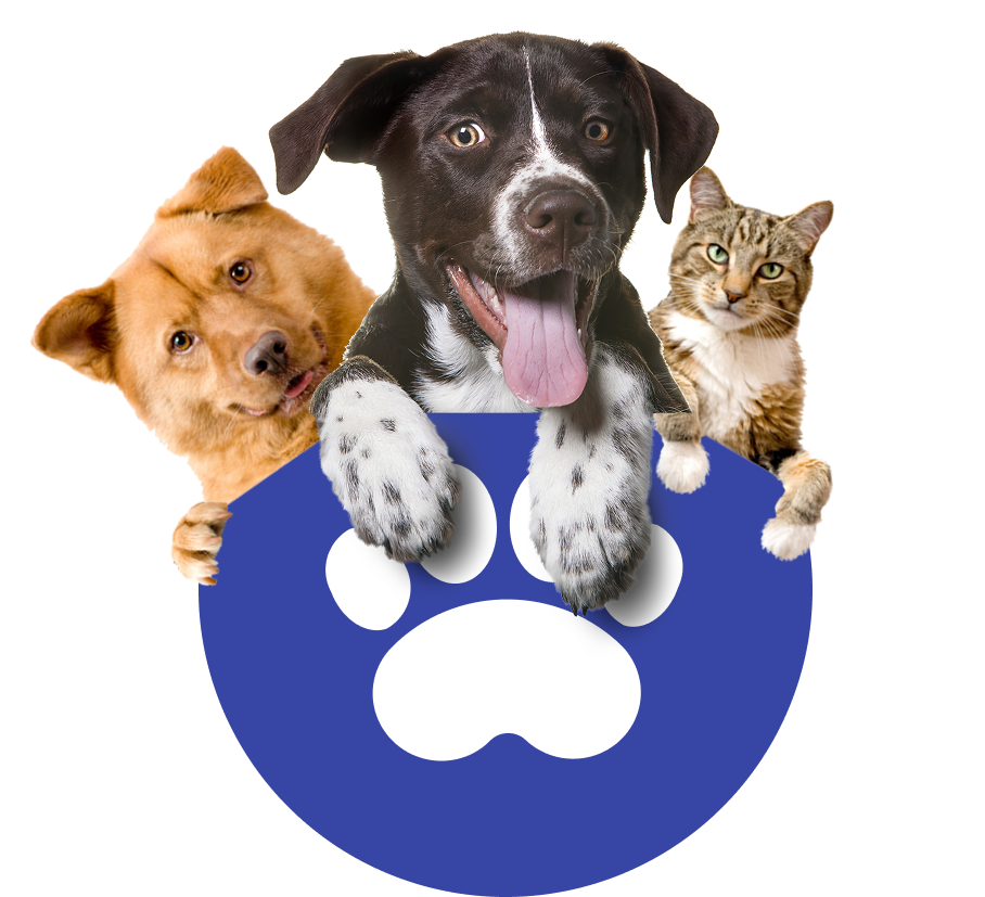 Cachorro fofo