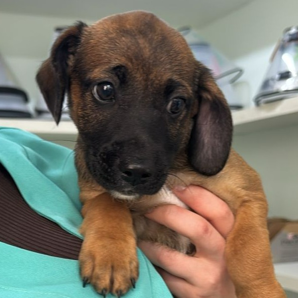 Cachorro para adoção