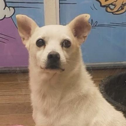 Cachorro para adoção