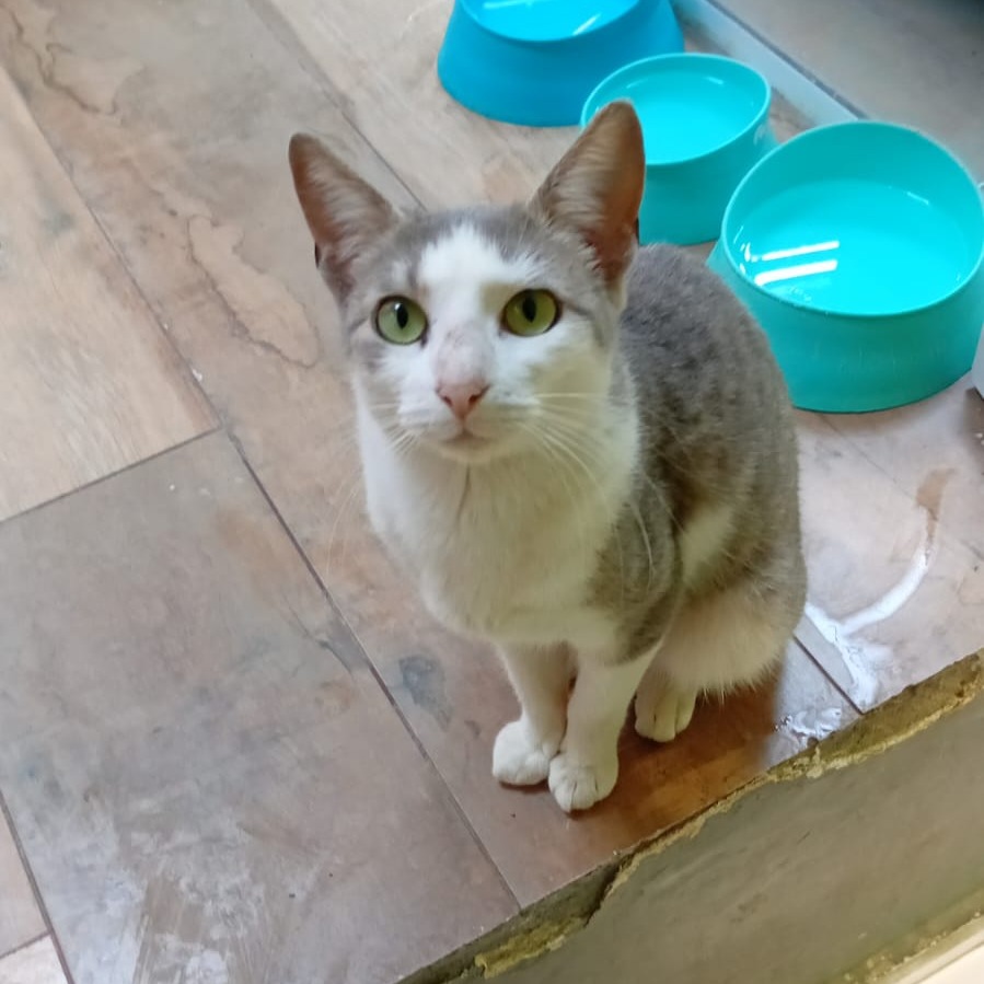 Gato para adoção