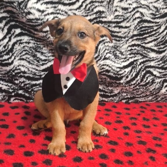 Cachorro para adoção