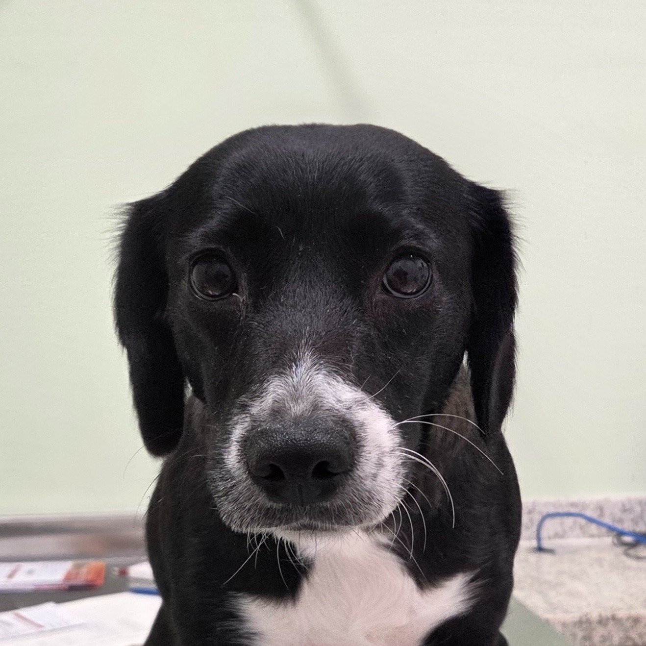 Cachorro para adoção