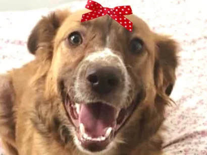 Cachorro para adoção