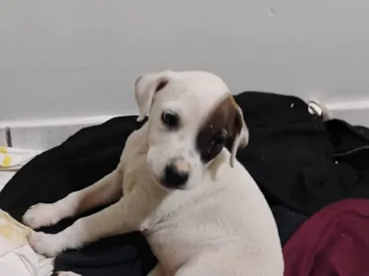 Cachorro para adoção